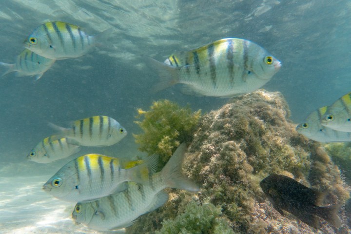 tropical fish in loreto