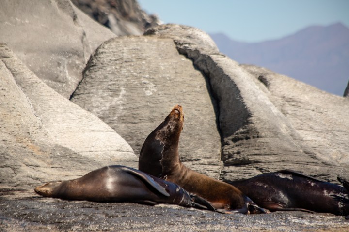 seals in loreto