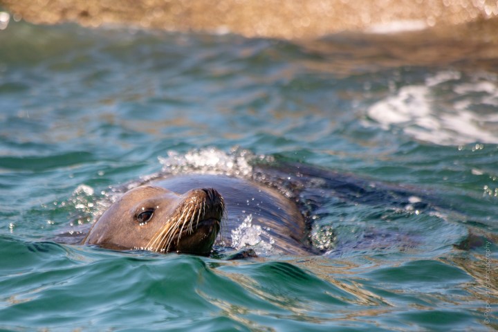 seals in loreto