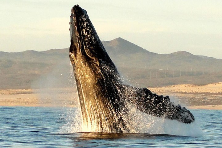 Whale Watch
