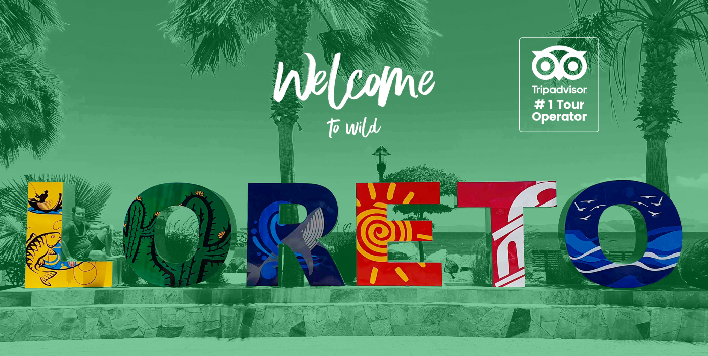 Wild Loreto Tours Transportation Sea and Land Tours Loreto